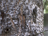 Brown Creeper 2122